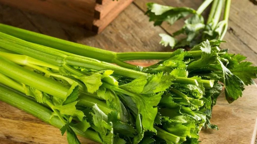 6 Tanaman Toga Penuh Manfaat, Bisa Ditanam di Rumah! CASA Indonesia