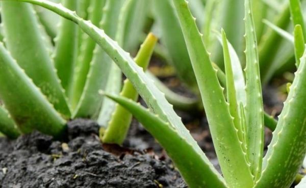 6 Tanaman Toga Penuh Manfaat, Bisa Ditanam di Rumah! CASA Indonesia