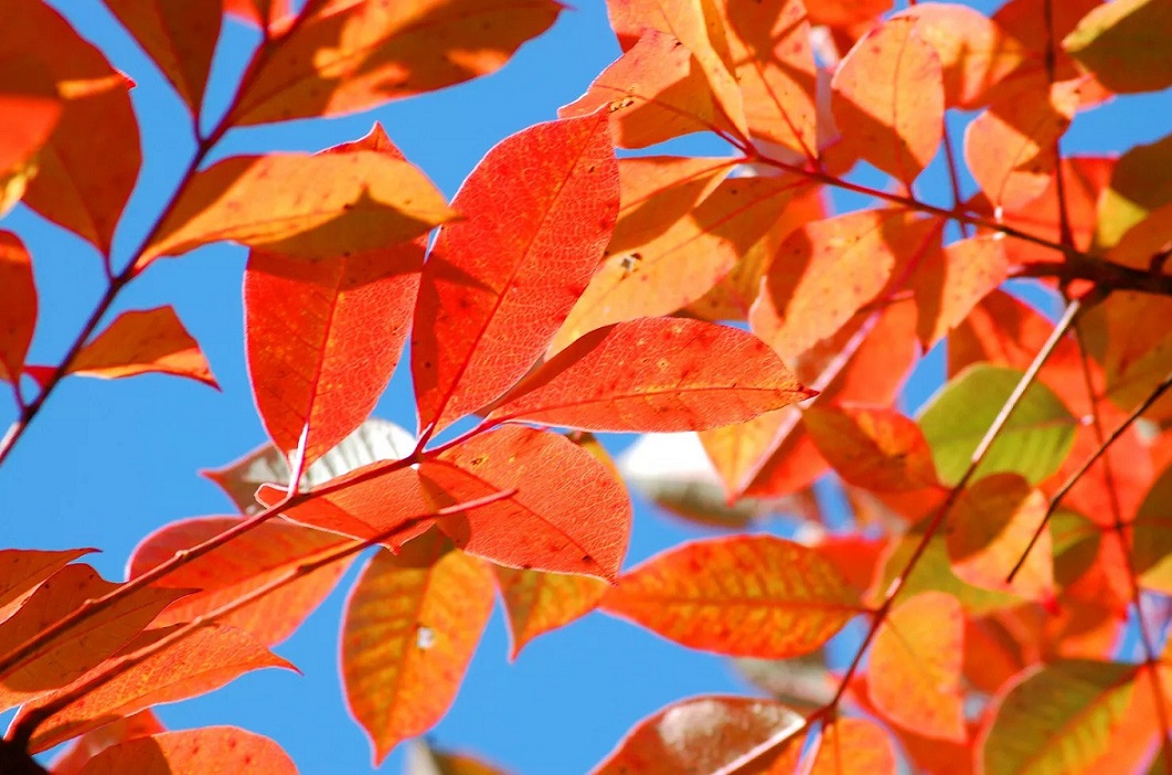 Tanaman Ini Cantik Tapi Beracun CASA Indonesia