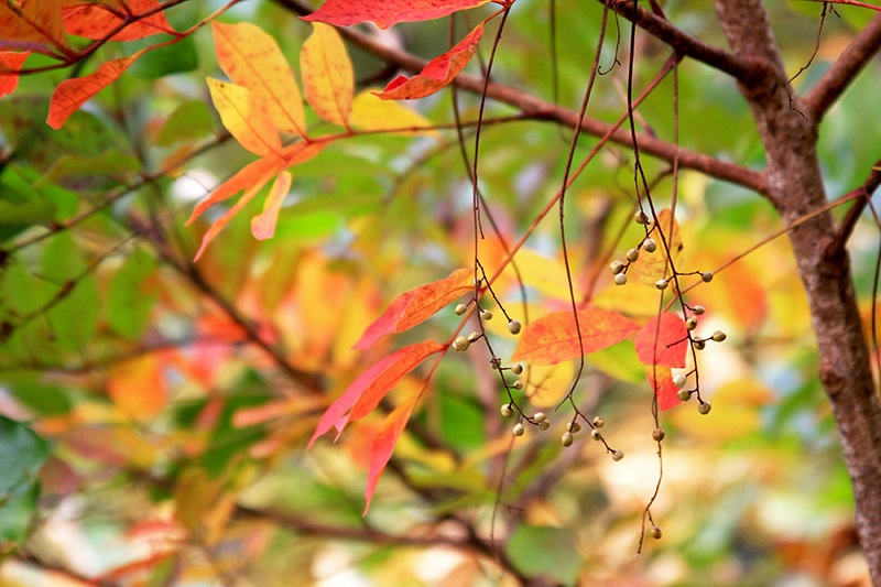 Tanaman Ini Cantik Tapi Beracun CASA Indonesia