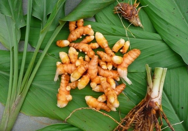 6 Tanaman Toga Penuh Manfaat, Bisa Ditanam di Rumah! CASA Indonesia