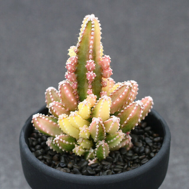 7 Jenis Kaktus Mini Kaktus Hias CASA Indonesia