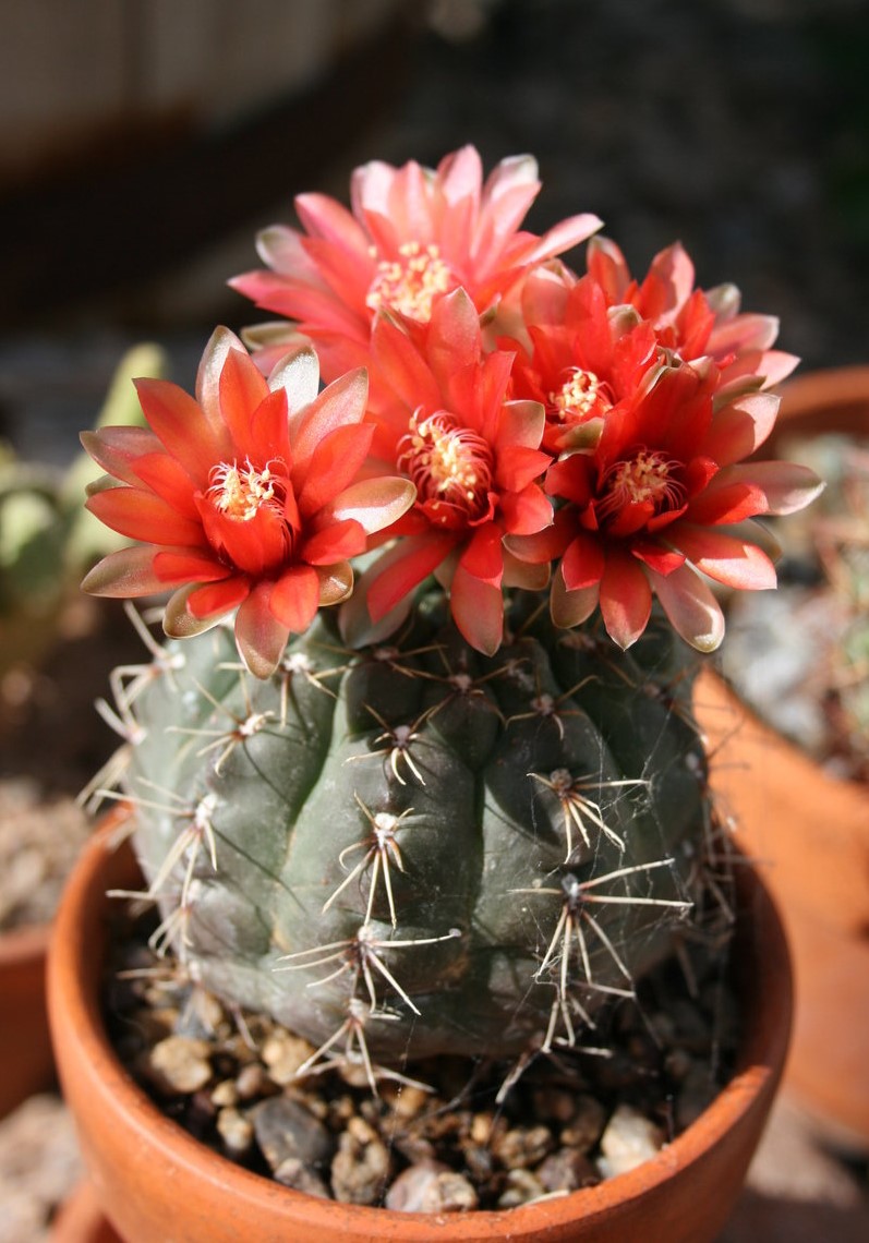 7 Jenis Kaktus Mini Kaktus Hias CASA Indonesia