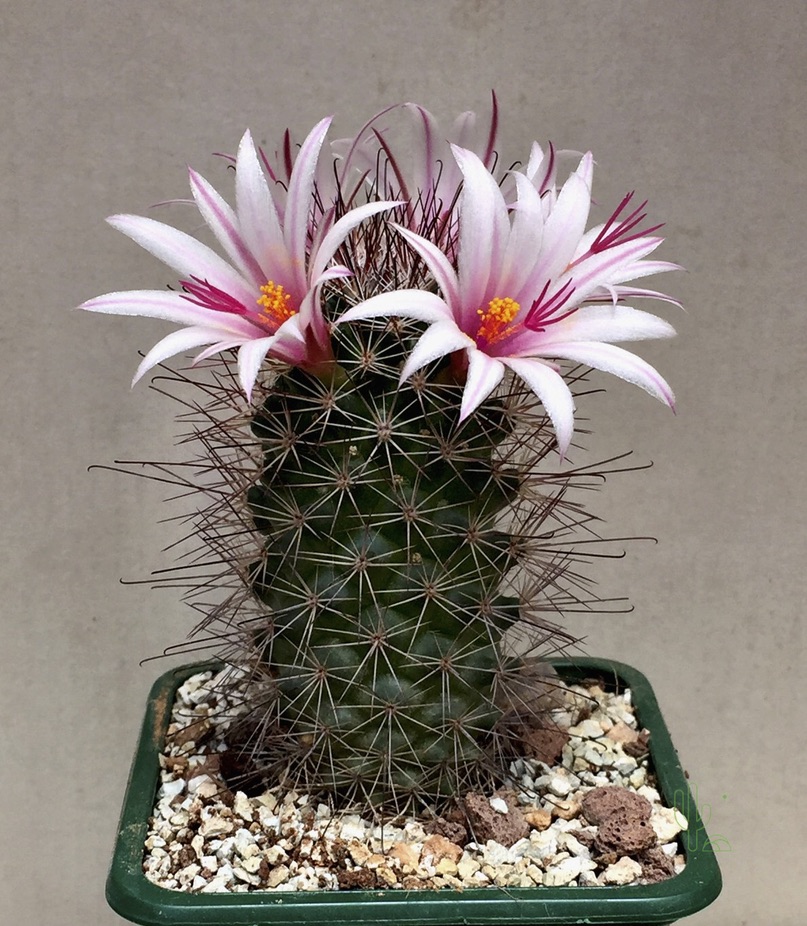 7 Jenis Kaktus Mini Kaktus Hias CASA Indonesia