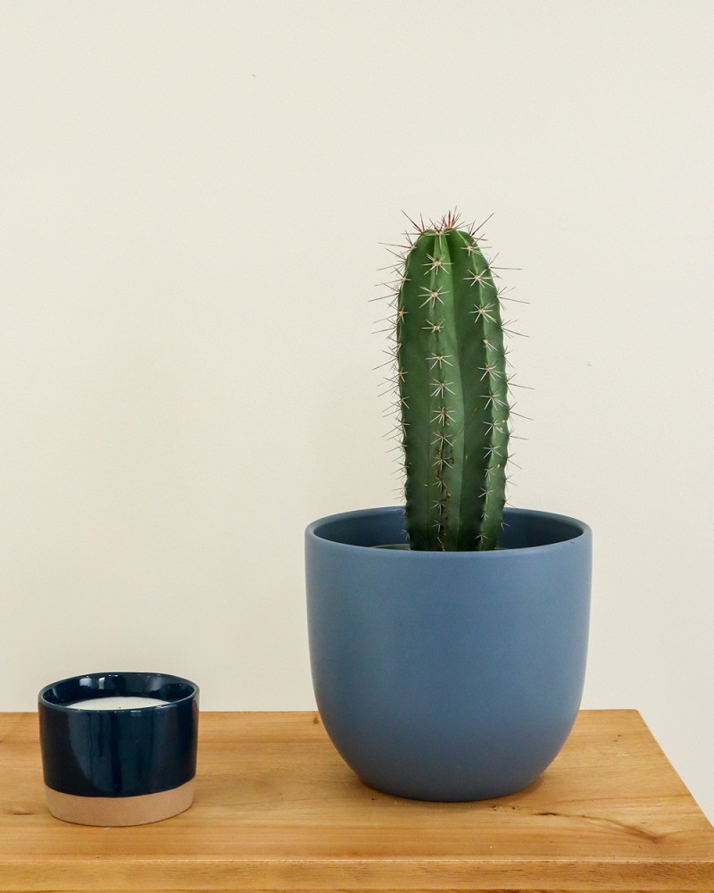 7 Jenis Kaktus Mini Kaktus Hias CASA Indonesia