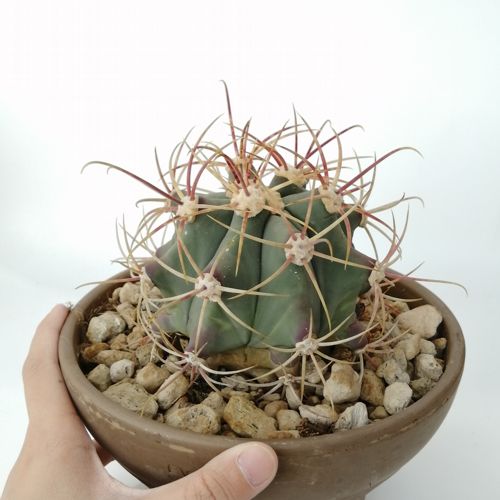 7 Jenis Kaktus Mini Kaktus Hias CASA Indonesia