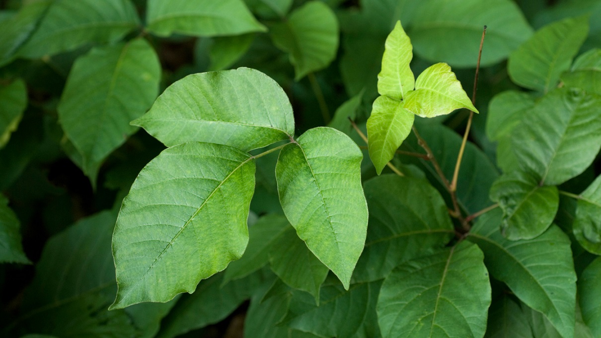 Tanaman Ini Cantik Tapi Beracun CASA Indonesia
