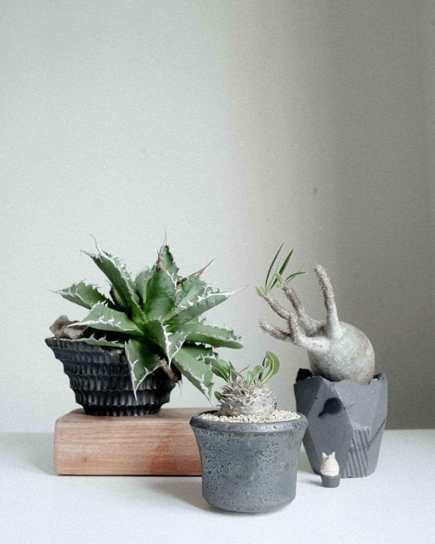 5 Tempat Seru di Kumulo buat Hunting Pernak-Pernik CASA Indonesia