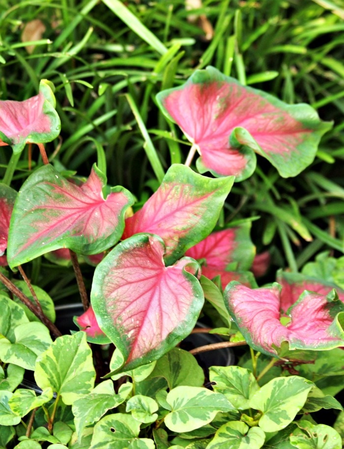 Cara Mudah Merawat Tanaman Keladi CASA Indonesia