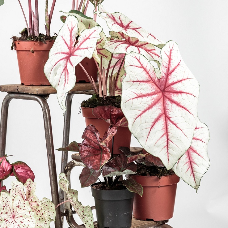 Simak Cara Mudah Menanam Tanaman Keladi CASA Indonesia