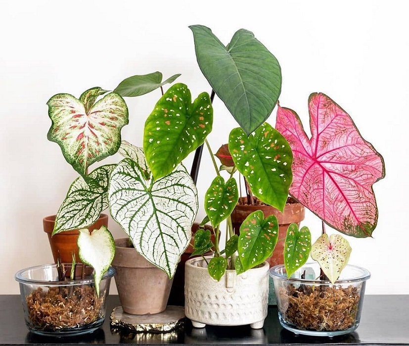 Simak Cara Mudah Menanam Tanaman Keladi