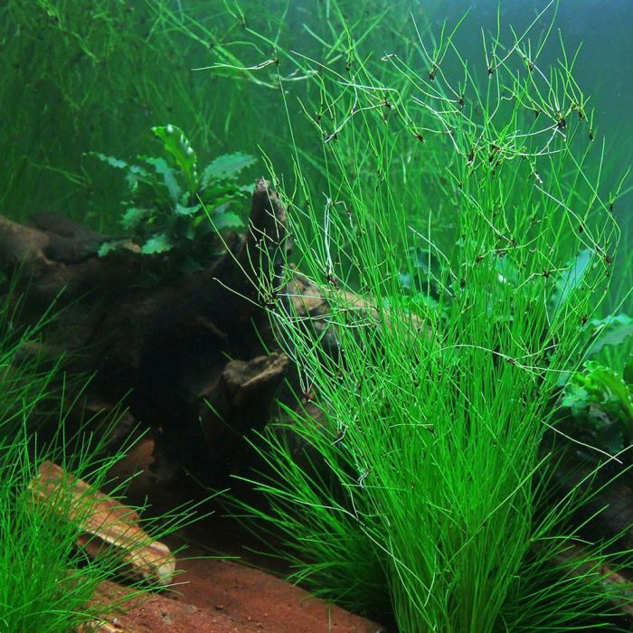 tanaman aquascape