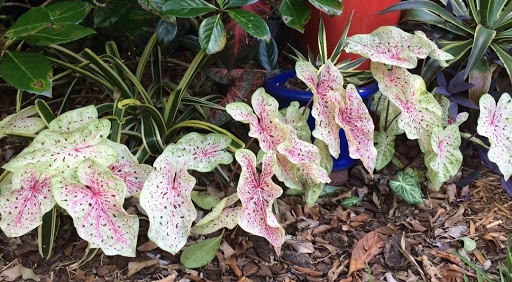 Simak Cara Mudah Menanam Tanaman Keladi CASA Indonesia