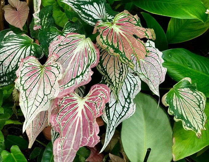 Cara Mudah Merawat Tanaman Keladi CASA Indonesia