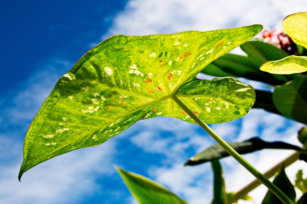 Cara Mudah Merawat Tanaman Keladi CASA Indonesia