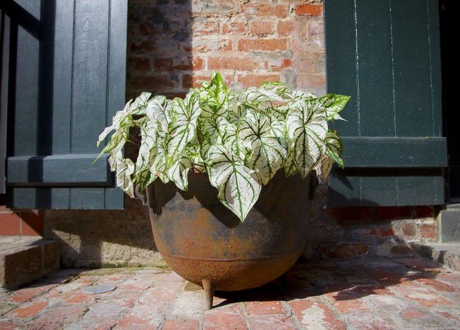 Simak Cara Mudah Menanam Tanaman Keladi CASA Indonesia