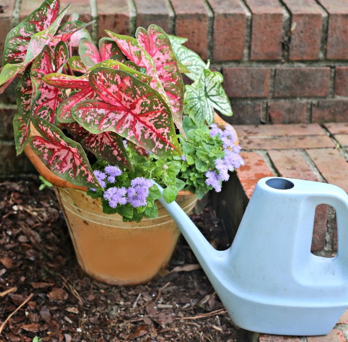 Cara Mudah Merawat Tanaman Keladi CASA Indonesia