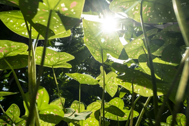 Cara Mudah Merawat Tanaman Keladi CASA Indonesia