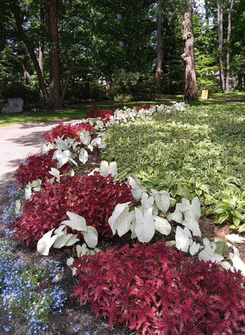 Cara Mudah Merawat Tanaman Keladi CASA Indonesia