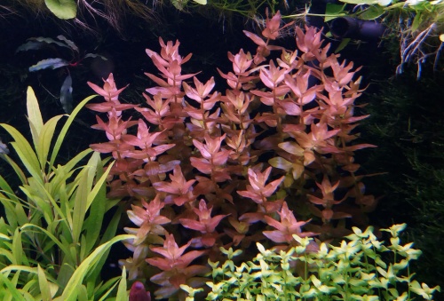 tanaman aquascape