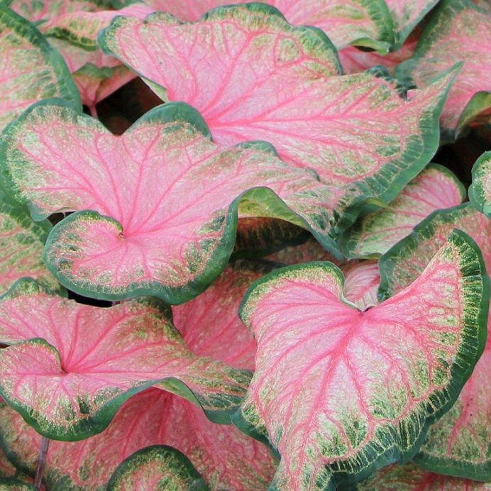 Simak Cara Mudah Menanam Tanaman Keladi CASA Indonesia