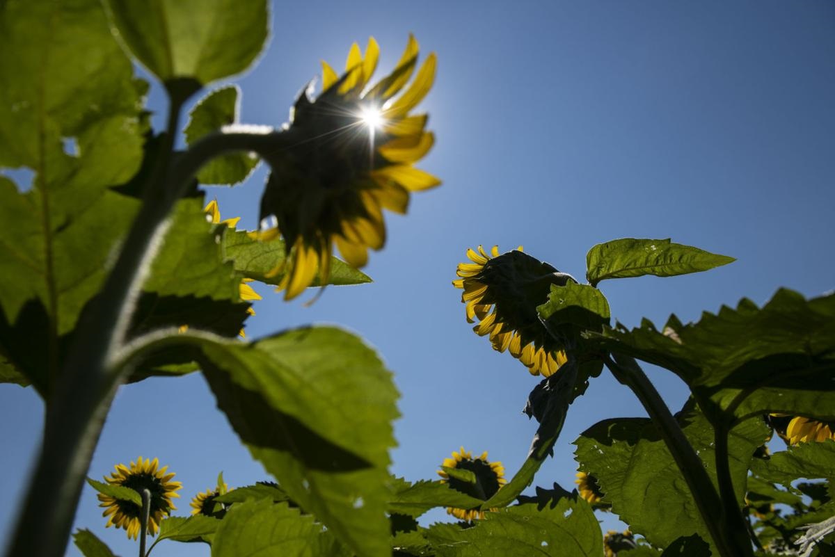 Lengkap! Cara Menanam dan Merawat Bunga Matahari CASA Indonesia