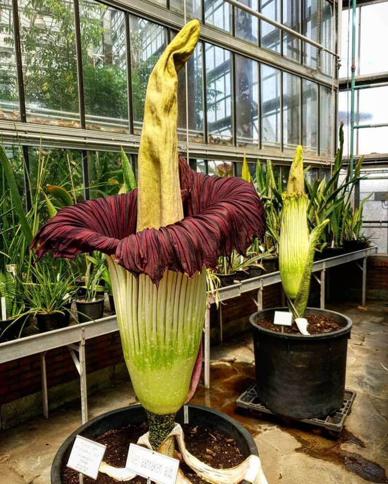 tanaman langka di indonesia