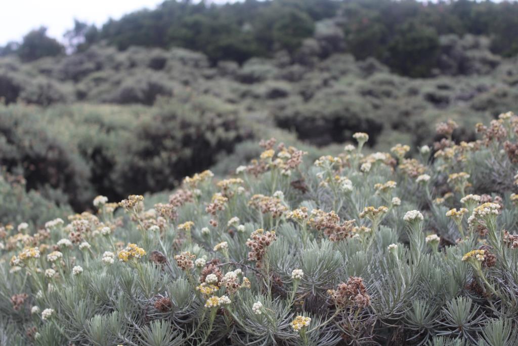 tanaman langka di indonesia