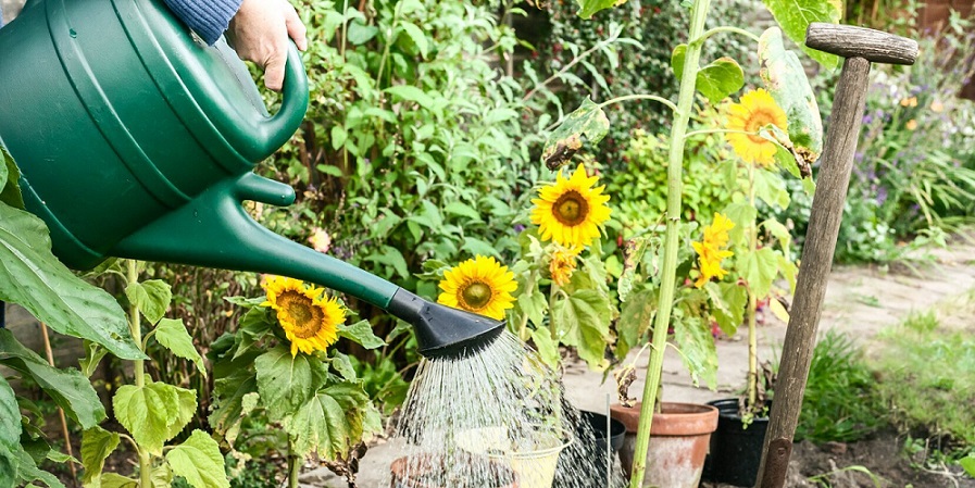 Lengkap! Cara Menanam dan Merawat Bunga Matahari CASA Indonesia