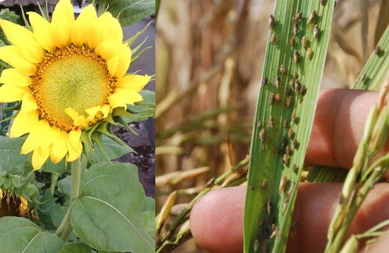 Lengkap! Cara Menanam dan Merawat Bunga Matahari CASA Indonesia