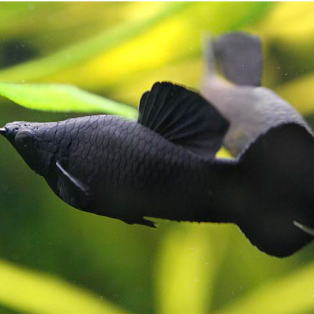 jenis ikan hias air tawar kecil