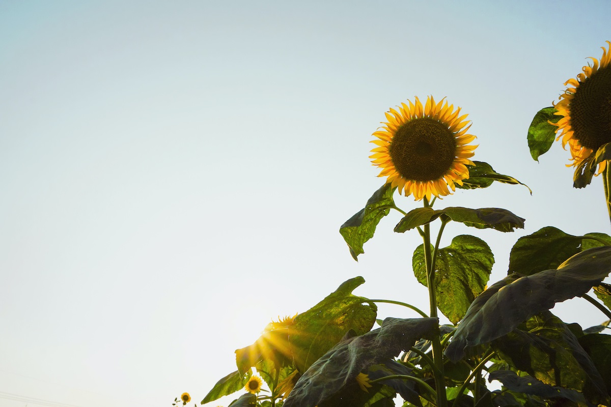Lengkap! Cara Menanam dan Merawat Bunga Matahari CASA Indonesia