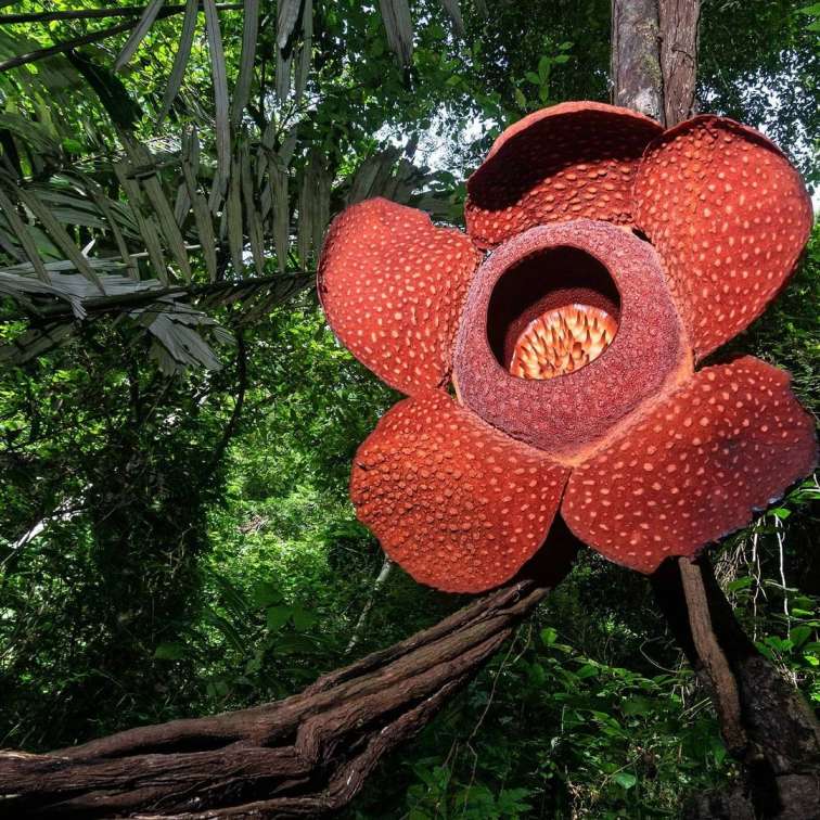 tanaman langka di indonesia