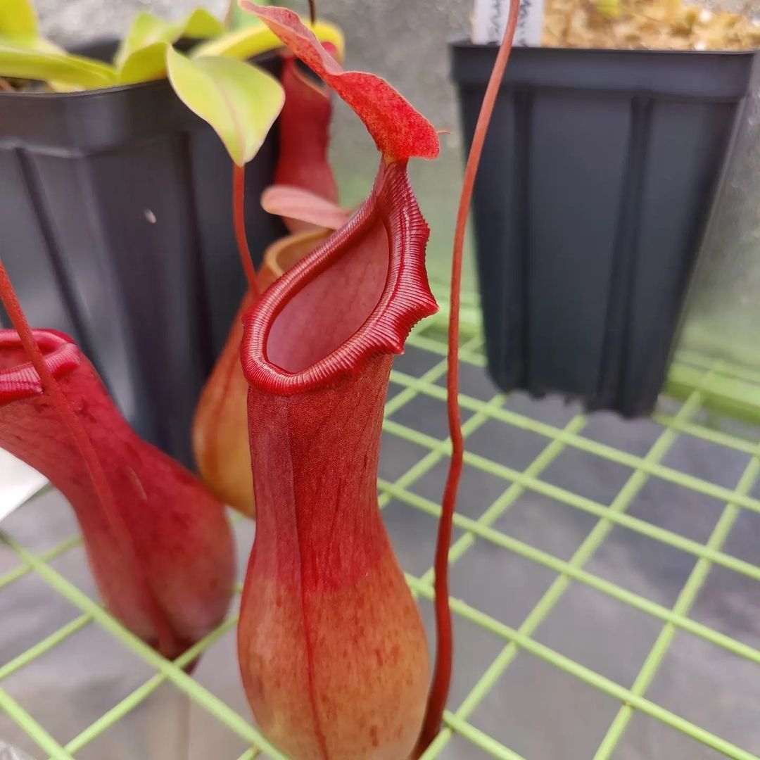 Tanaman langka di Indonesia