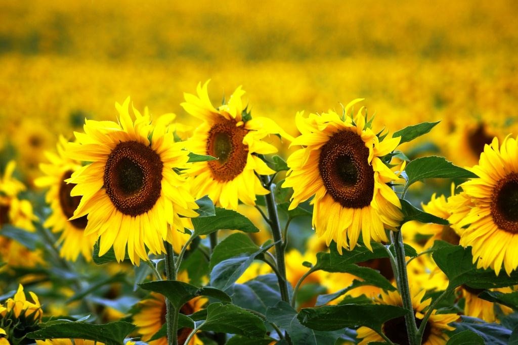 Lengkap! Cara Menanam dan Merawat Bunga Matahari CASA Indonesia