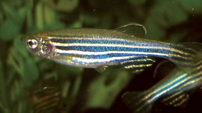 jenis ikan hias air tawar kecil