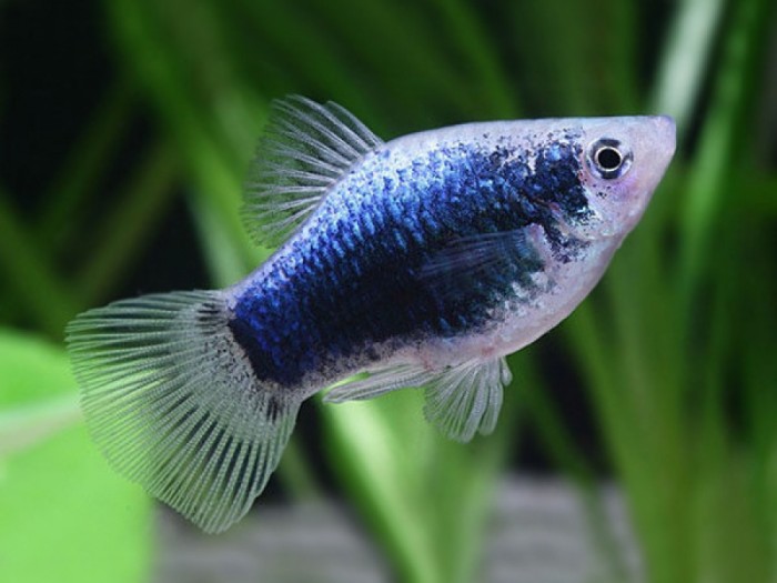 jenis ikan hias air tawar kecil