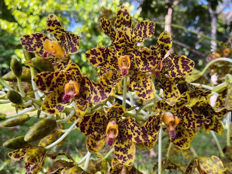 tanaman langka di indonesia