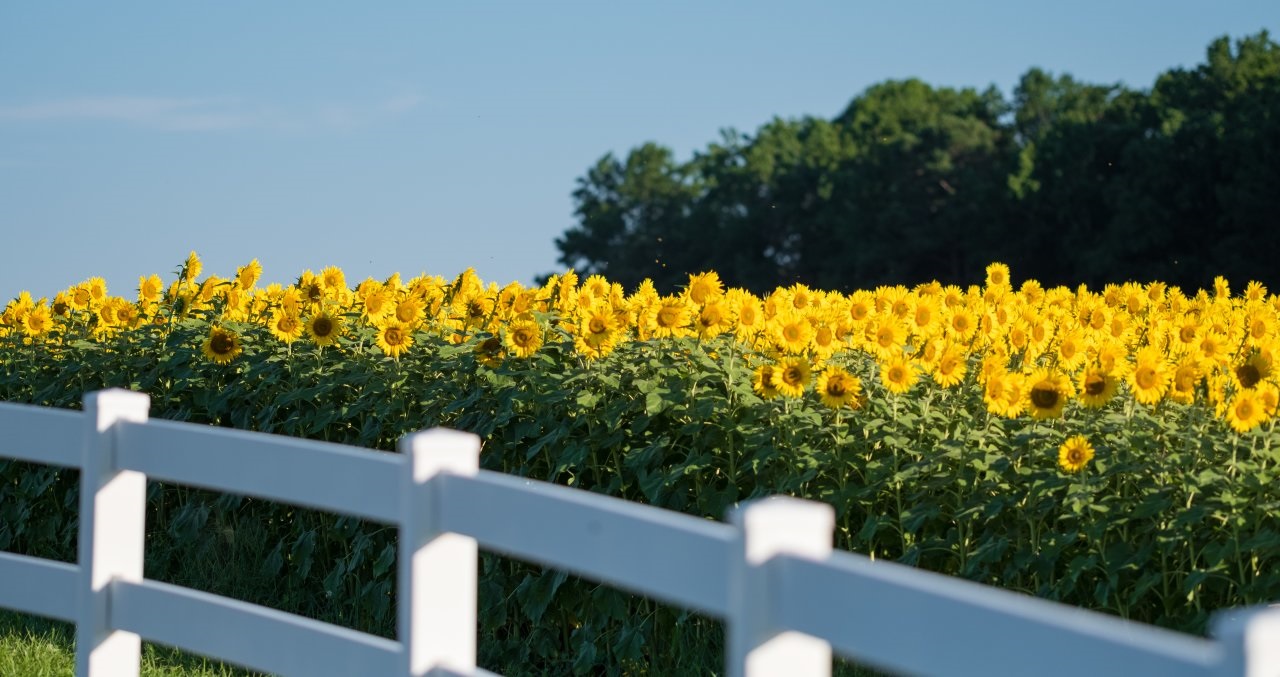 Lengkap! Cara Menanam dan Merawat Bunga Matahari CASA Indonesia
