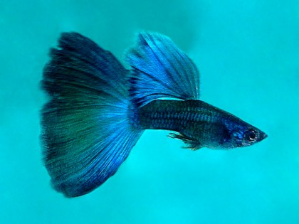 jenis ikan hias air tawar kecil