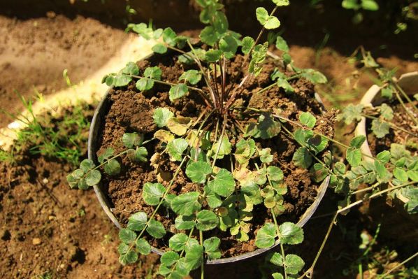 tanaman langka di indonesia