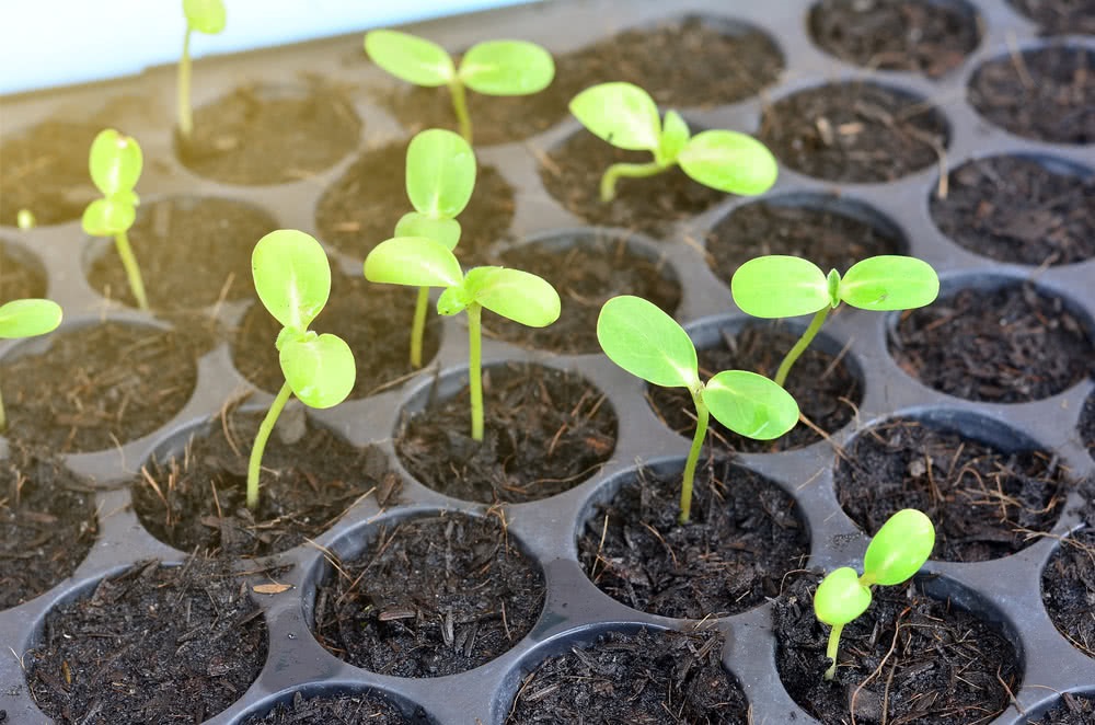 Lengkap! Cara Menanam dan Merawat Bunga Matahari CASA Indonesia