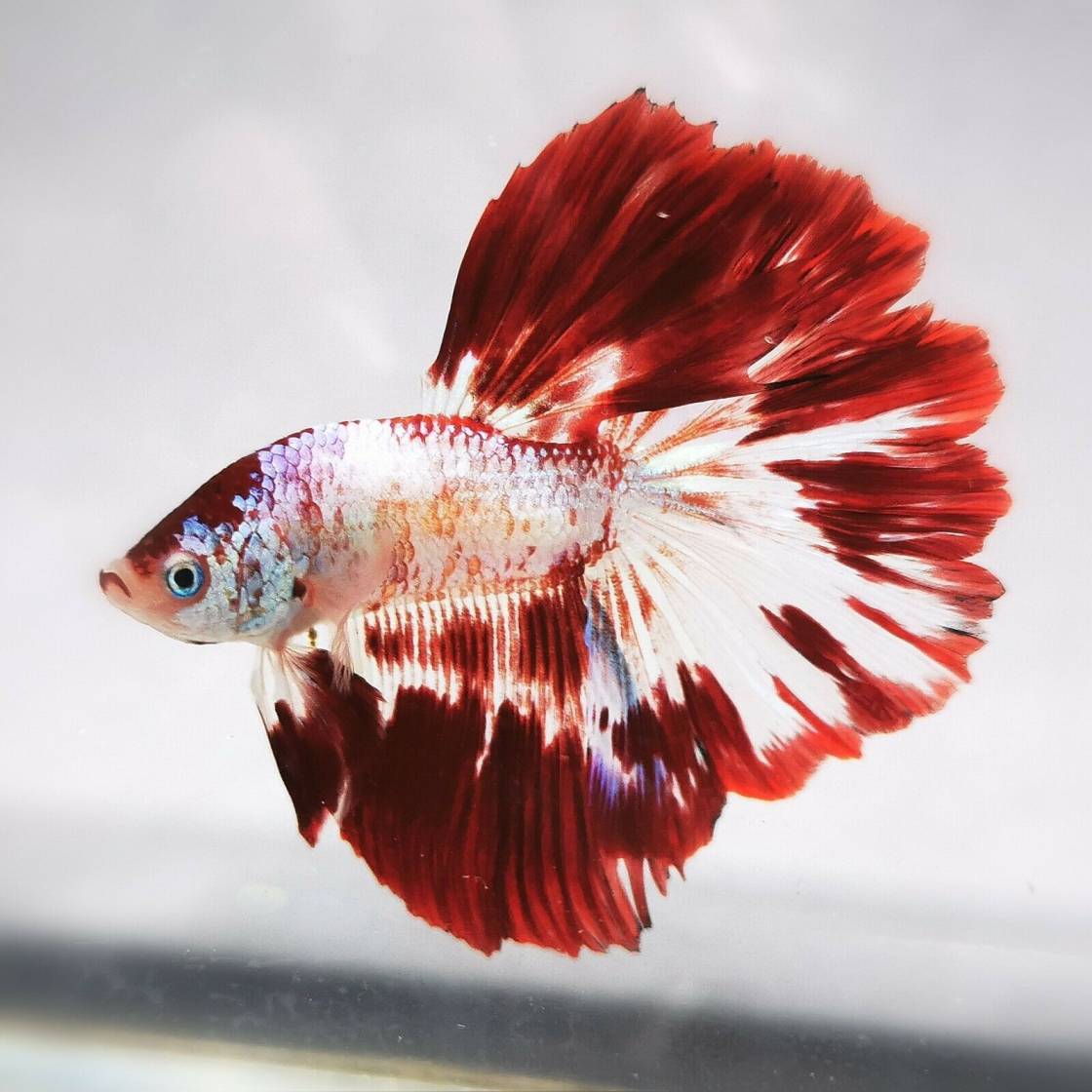 jenis ikan hias air tawar kecil