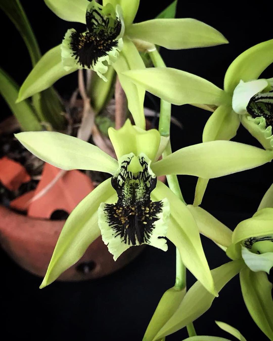 tanaman langka di indonesia