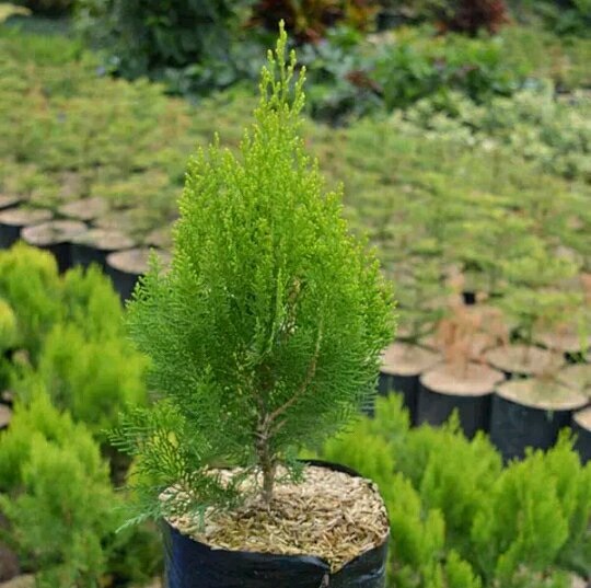 8 Ide Tanaman Tropis yang Cocok Jadi Tanaman Hias CASA Indonesia