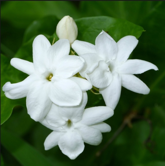 8 Ide Tanaman Tropis yang Cocok Jadi Tanaman Hias CASA Indonesia