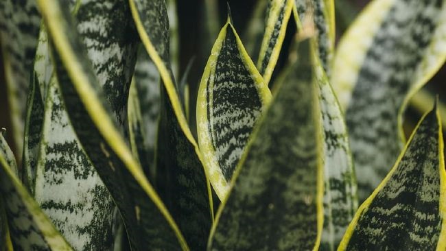 8 Ide Tanaman Tropis yang Cocok Jadi Tanaman Hias CASA Indonesia