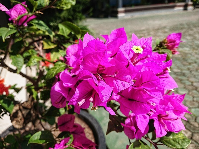 8 Ide Tanaman Tropis yang Cocok Jadi Tanaman Hias CASA Indonesia