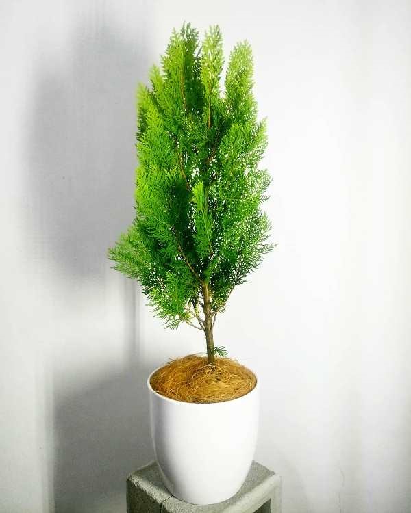 8 Ide Tanaman Tropis yang Cocok Jadi Tanaman Hias CASA Indonesia