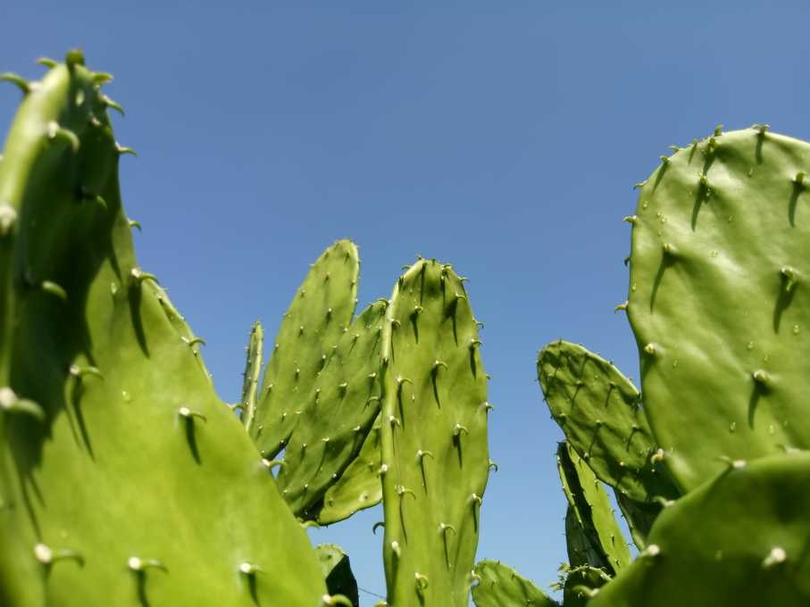 8 Ide Tanaman Tropis yang Cocok Jadi Tanaman Hias CASA Indonesia